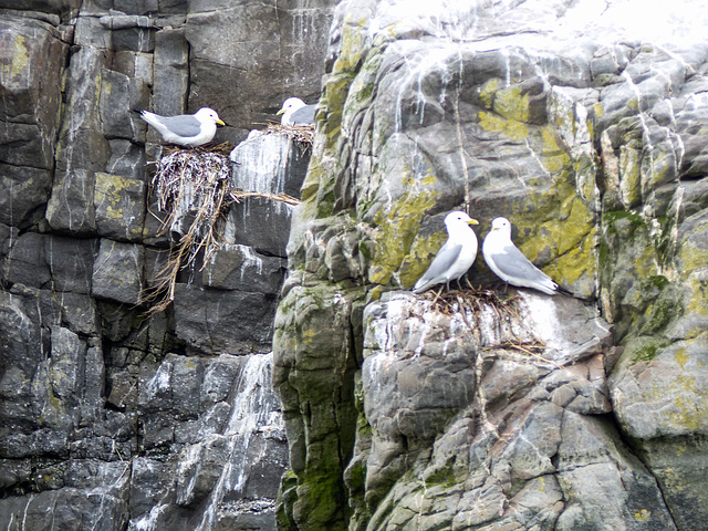 Day 11, Black-legged Kittiwakes