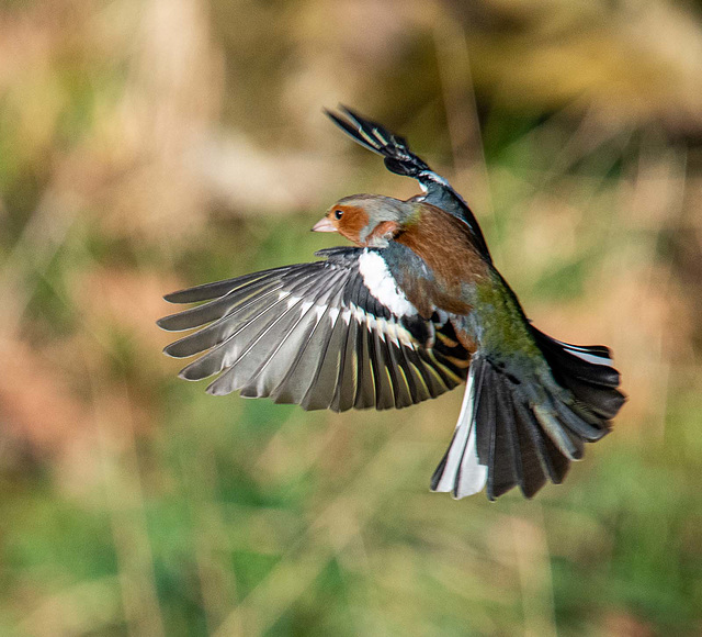 Chaffinch