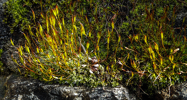 20200315 6807CPw [D~LIP] Mauer-Drehzahnmoos (Tortula muralis), UWZ, Bad Salzuflen