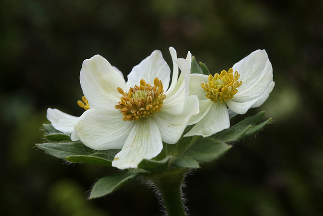 Narcissus-flowered Anemone