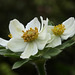 Narcissus-flowered Anemone