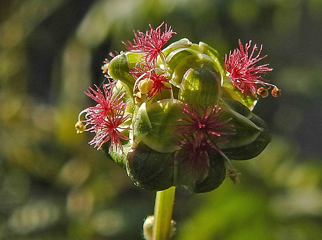 20210825 2552CPw [D~LIP] Kleiner Wiesenknopf (Sanguisorba minor), Bad Salzuflen