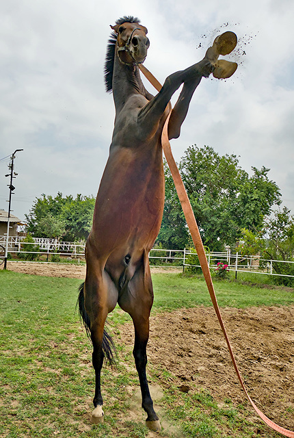 Akhal-Teke