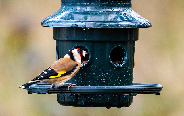 Goldfinch