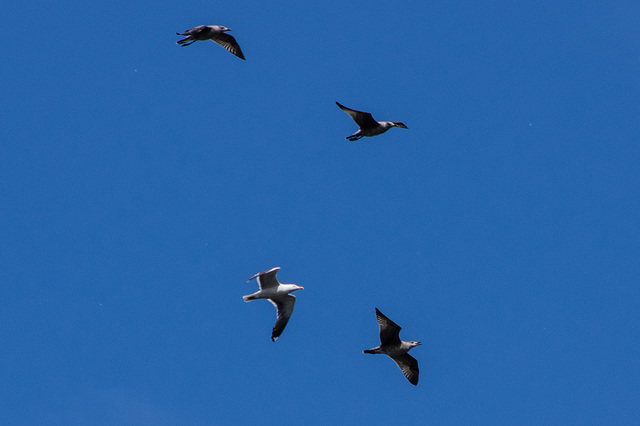 Lesser Black Backed Gulls