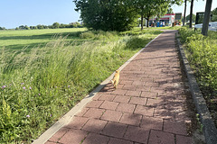Cat on the prowl