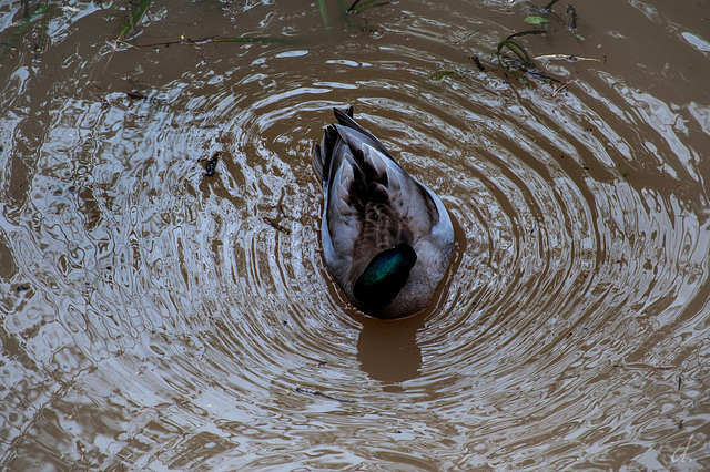 des ronds dans l'eau ~ circles in the water