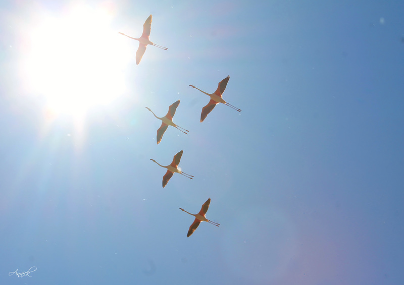 Vol de flamants roses