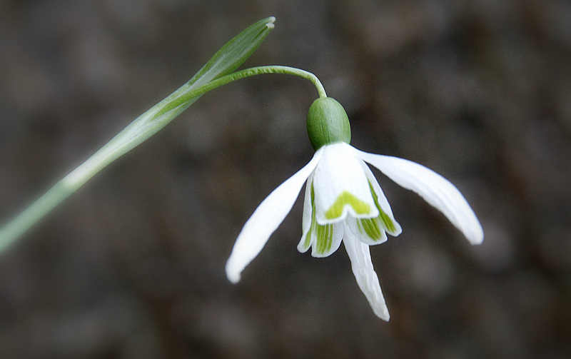 Dernières perce neige