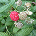 la première framboise du jardin,