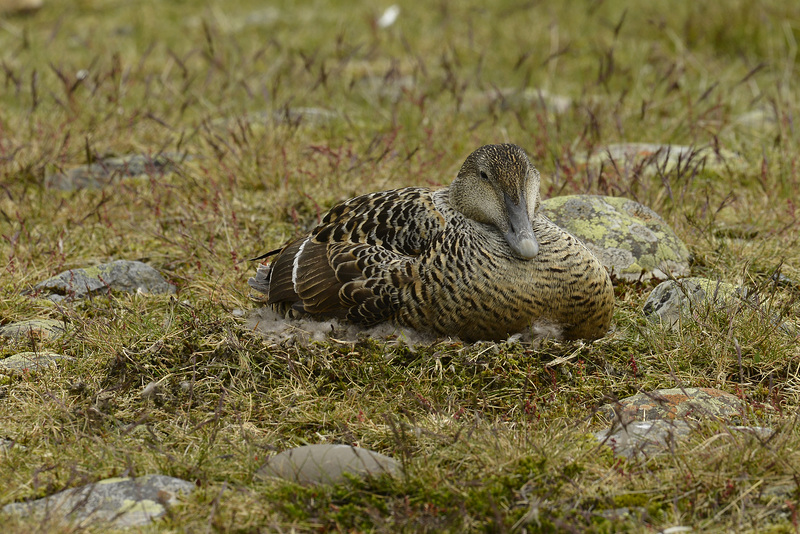 Somateria mollissima, Common eider , Vatnajökull , Jökulsárlón