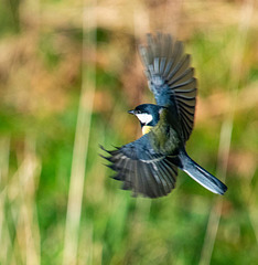 Great tit