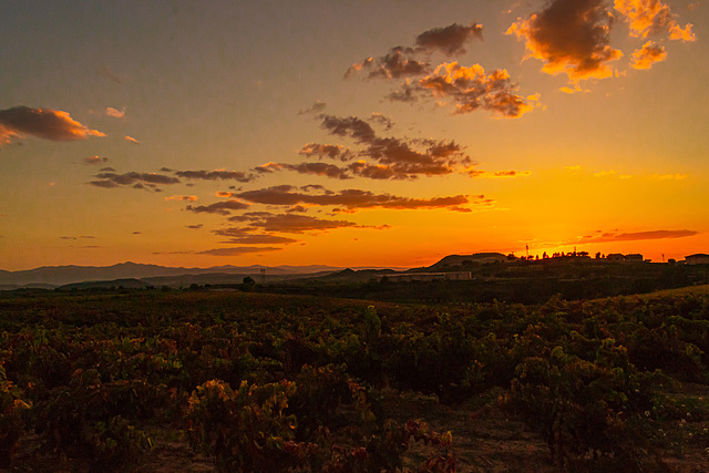 Atardecer entre viñedos