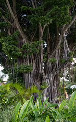 Lodge's giant tree in the middle of the property