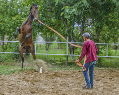 Akhal-Teke