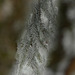 20250112 Raquettes Crêtes de Charande (Vercors) (32)