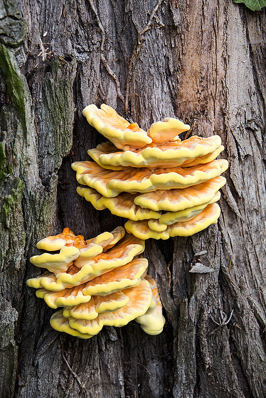 20140831 4736VRAw [D~SHG] Schwefelporling (Laetiporus sulphureus), Bückeburg