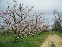 Les vergers sont en fleurs...