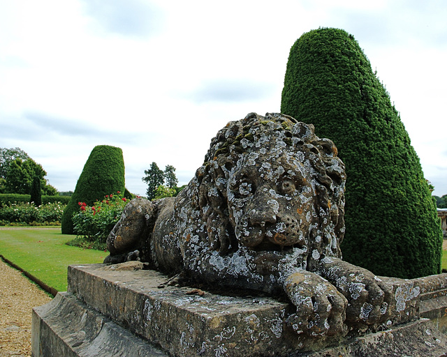 Bowood Lion