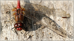 Sympetrum sanguin