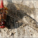 Sympetrum sanguin