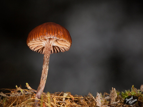 54/366: Curious Mushroom with Something to Say