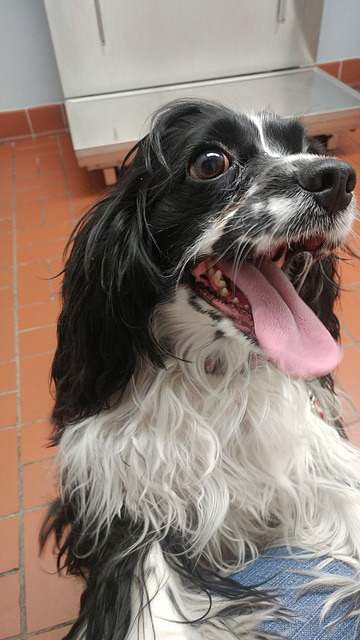 Abigail at the vet