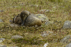 Somateria mollissima, Common eider, Iceland