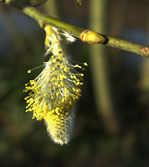 Pussy Willow