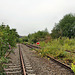 Verwilderte Gleise der ehem. Rheinischen Bahnstrecke (Essen-Nordviertel) / 28.07.2019