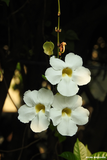 20191015-7869 Thunbergia grandiflora (Roxb. ex Rottl.) Roxb.