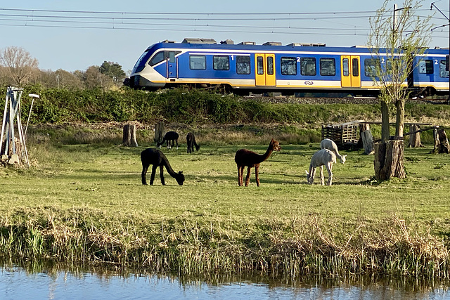 Alpacas and train