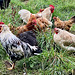 Hühner im Freiland.  (PiP)