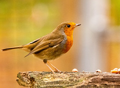 Robin