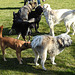 20220312 0331CPw [D~MI] Yoshi, Hundewiese, Hille