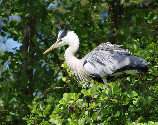 parc des oiseaux Villars les Dombes