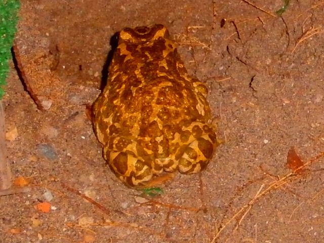 A frog on the beach