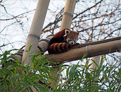 Panda roux