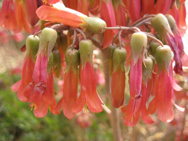 Blumen/Pflanzen am Küstenwanderweg bei Roses