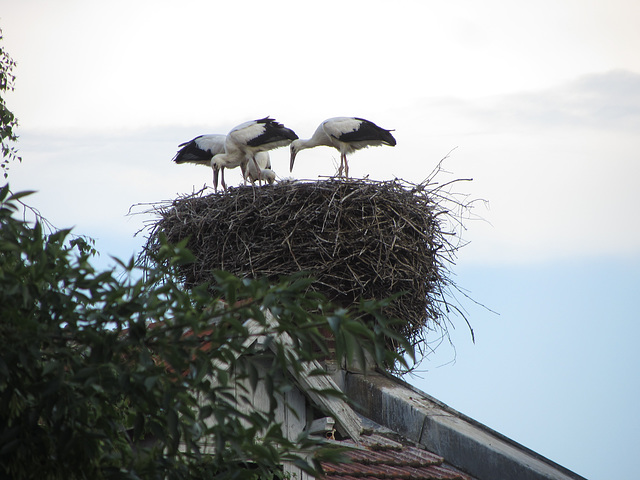 White Storks