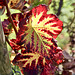 Weinlaub im Herbst