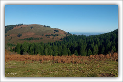 Bosque de cipreses