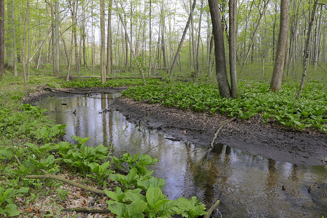 Dowagiac Woods