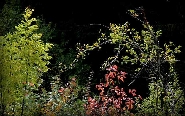 Ikebana des bois