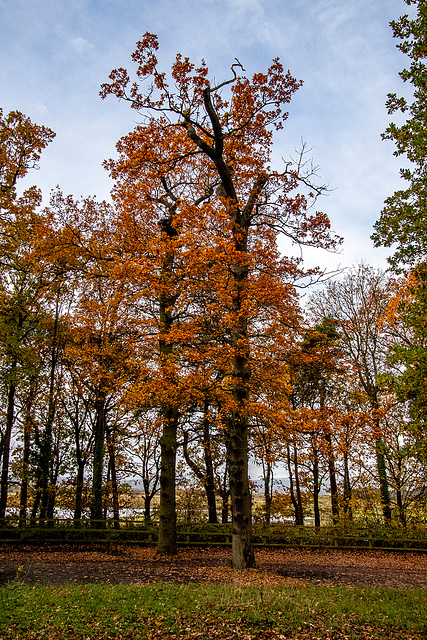 Autumn colours9