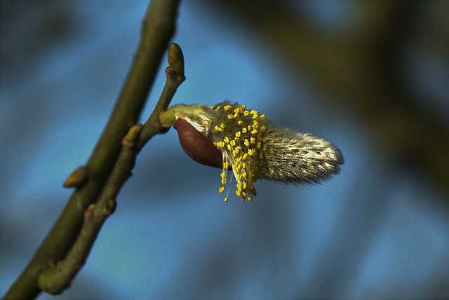 Pussy Willow Pussy Willow