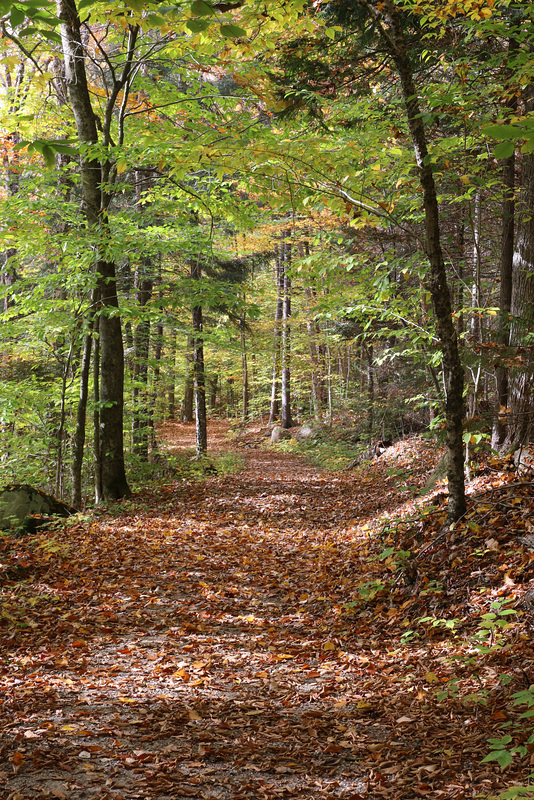 A quiet path