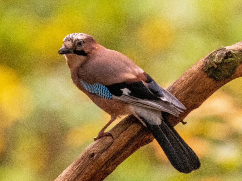 Jay
