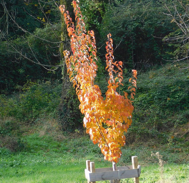 Comme une flamme************Au parc du Bosquet********