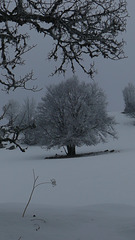 20250112 Raquettes Crêtes de Charande (Vercors) (40)